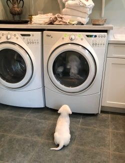 Dog Minnie and laundry