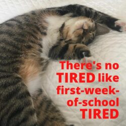 Tired Cat on First Week of School