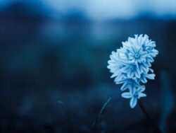 Peaceful blue flower